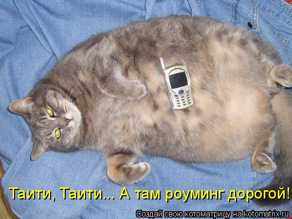 Таити, Таити... А там роуминг дорогой!... Котоматрица: Таити, Таити... А там роуминг дорогой!