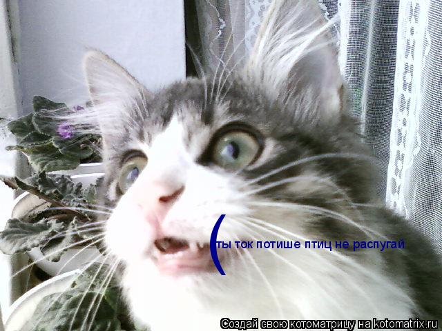 ( (ты ток потише птиц не распугай... Котоматрица: ( (ты ток потише птиц не распугай