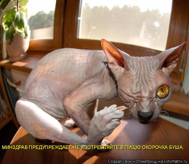 МИНЗДРАВ ПРЕДУПРЕЖДАЕТ-НЕ УПОТРЕБЛЯЙТЕ В ПИЩЮ ОКОРОЧКА БУША.... Котоматрица: МИНЗДРАВ ПРЕДУПРЕЖДАЕТ-НЕ УПОТРЕБЛЯЙТЕ В ПИЩЮ ОКОРОЧКА БУША.
