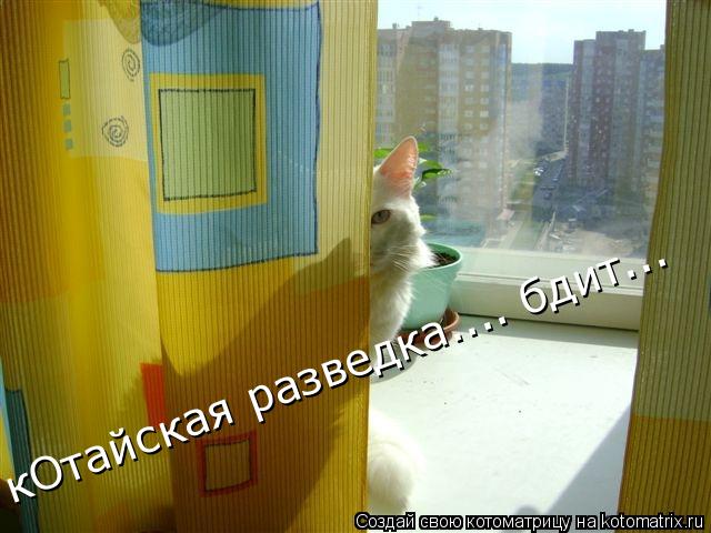 кОтайская разведка.... бдит...... Котоматрица: кОтайская разведка.... бдит...