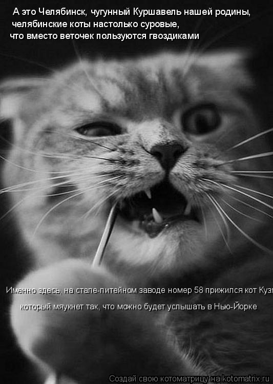 А это Челябинск, чугунный Куршавель нашей родины, челябинские коты настолько суровые, что вместо ве... Котоматрица: А это Челябинск, чугунный Куршавель нашей родины, челябинские коты настолько суровые, что вместо веточек пользуются гвоздиками Именно з