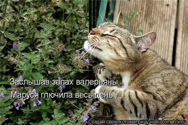 Заслышав запах валерьяны Маруся глючила весь день.... Котоматрица: Заслышав запах валерьяны Маруся глючила весь день.