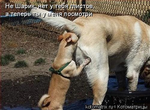 Не Шарик, нет у тебя глистов, а теперь ты у меня посмотри... Котоматрица: Не Шарик, нет у тебя глистов, а теперь ты у меня посмотри