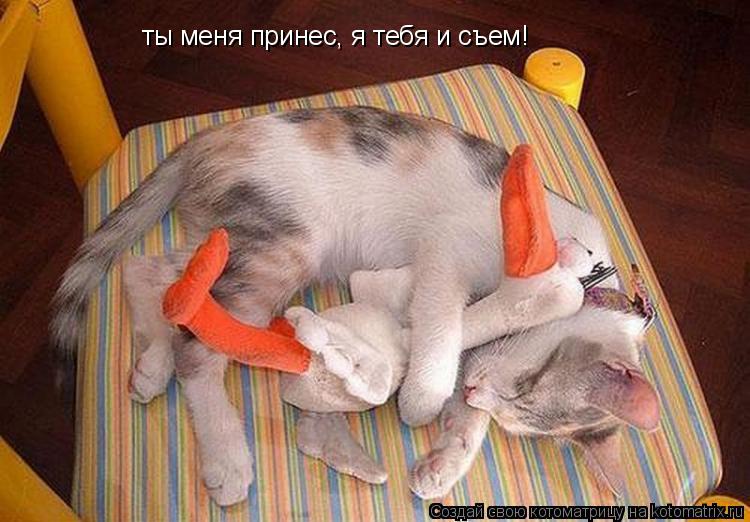 ты меня принес, я тебя и съем!... Котоматрица: ты меня принес, я тебя и съем!