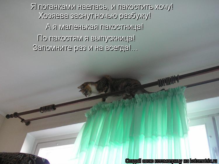 Я поганками наелась, и пакостить хочу! Хозяева заснут,ночью разбужу! А я маленькая пакостница! По па... Котоматрица: Я поганками наелась, и пакостить хочу! Хозяева заснут,ночью разбужу! А я маленькая пакостница! По пакостям я выпускница! Запомните раз и на