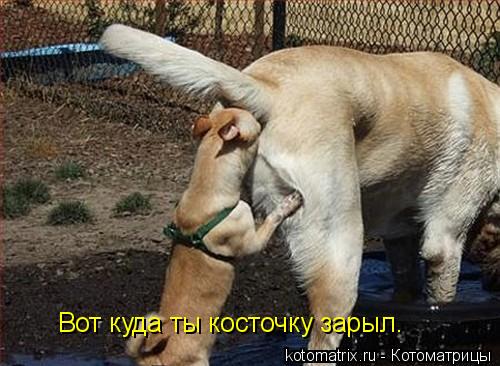 Вот куда ты косточку зарыл.... Котоматрица: Вот куда ты косточку зарыл.
