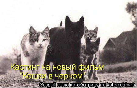 Кастинг на новый фильм "Кошки в черном"... Котоматрица: Кастинг на новый фильм "Кошки в черном"