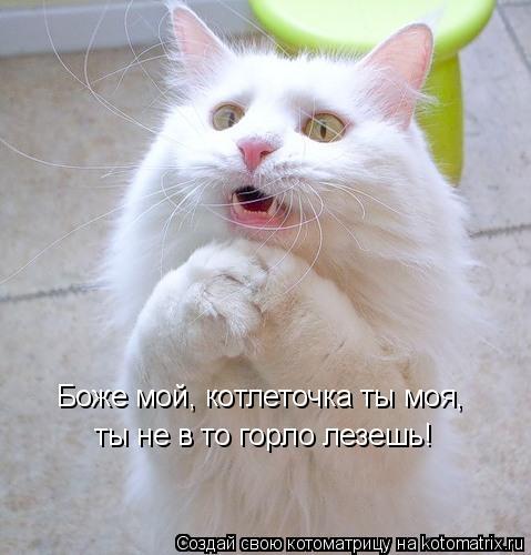Боже мой, котлеточка ты моя, ты не в то горло лезешь!... Котоматрица: Боже мой, котлеточка ты моя, ты не в то горло лезешь!
