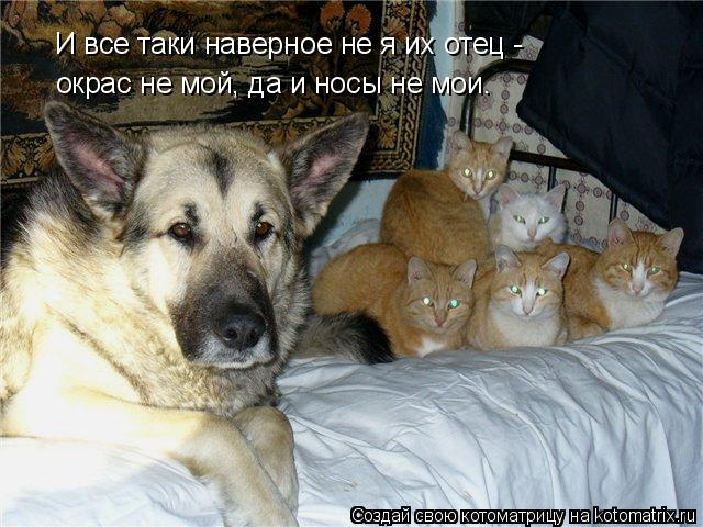 И все таки наверное не я их отец - окрас не мой, да и носы не мои.... Котоматрица: И все таки наверное не я их отец - окрас не мой, да и носы не мои.