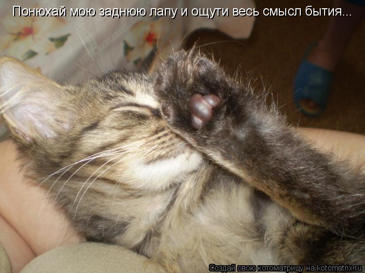 Понюхай мою заднюю лапу и ощути весь смысл бытия...... Котоматрица: Понюхай мою заднюю лапу и ощути весь смысл бытия...