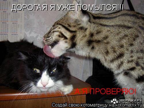 ДОРОГАЯ Я УЖЕ ПОМЫЛСЯ!!! А Я ПРОВЕРЯЮ!... Котоматрица: ДОРОГАЯ Я УЖЕ ПОМЫЛСЯ!!! А Я ПРОВЕРЯЮ!