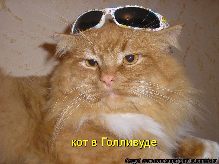 кот в Голливуде... Котоматрица: кот в Голливуде
