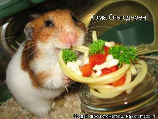 Хома благодарен!... Котоматрица: Хома благодарен!