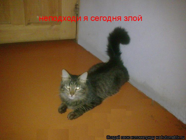 неподходи я сегодня злой... Котоматрица: неподходи я сегодня злой