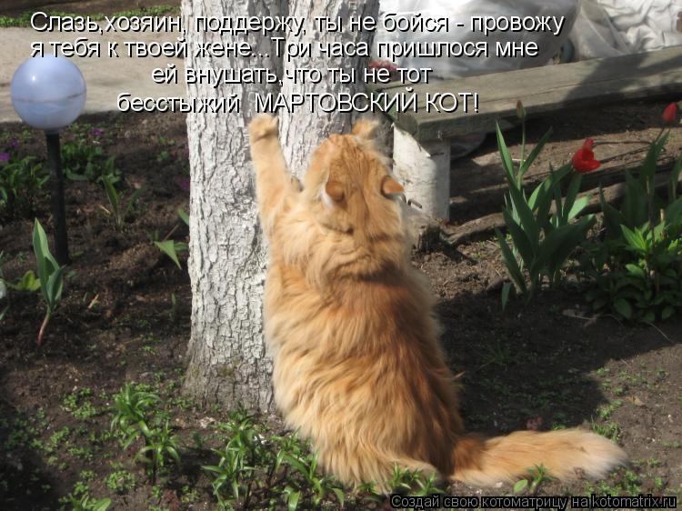 Слазь,хозяин, поддержу, ты не бойся - провожу я тебя к твоей жене...Три часа пришлося мне ей внушать,... Котоматрица: Слазь,хозяин, поддержу, ты не бойся - провожу я тебя к твоей жене...Три часа пришлося мне ей внушать,что ты не тот бесстыжий МАРТОВСКИЙ КОТ!