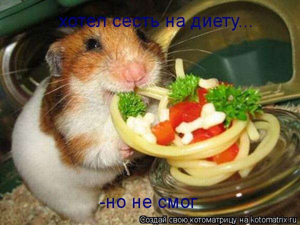 хотел сесть на диету... -но не смог... Котоматрица: хотел сесть на диету... -но не смог