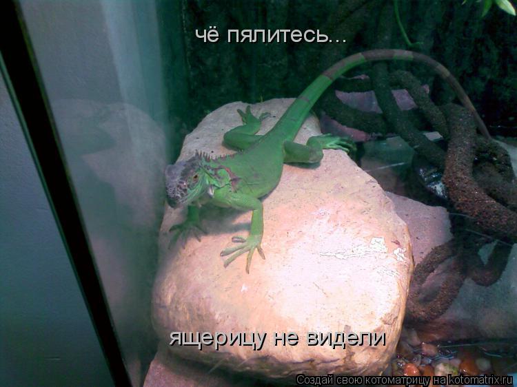 чё пялитесь... ящерицу не видели... Котоматрица: чё пялитесь... ящерицу не видели