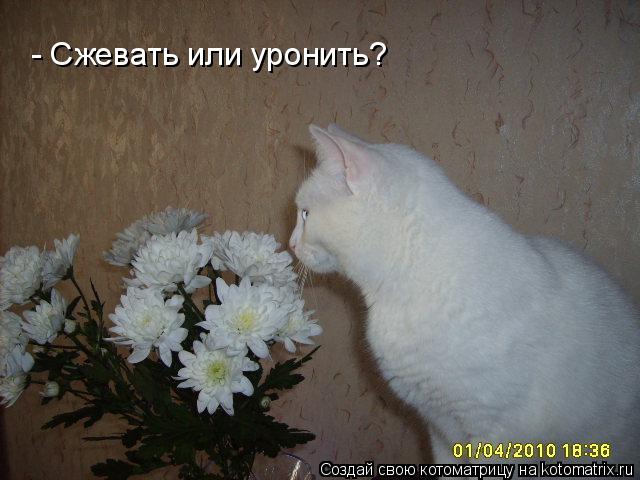 - Сжевать или уронить?... Котоматрица: - Сжевать или уронить?