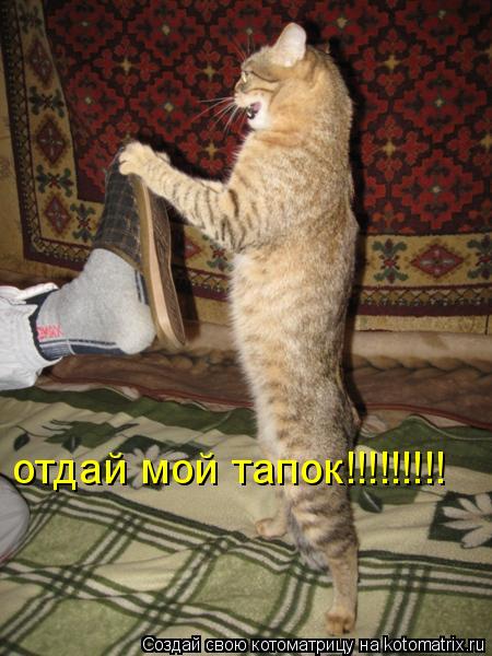 отдай мой тапок!!!!!!!!!... Котоматрица: отдай мой тапок!!!!!!!!!