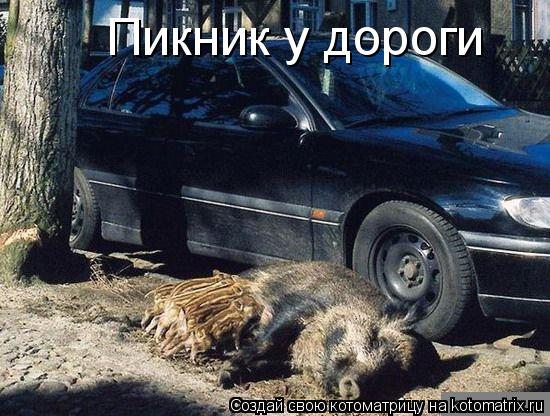 Пикник у дороги... Котоматрица: Пикник у дороги