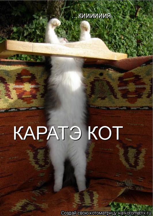 ...киииииия КАРАТЭ КОТ... Котоматрица: ...киииииия КАРАТЭ КОТ