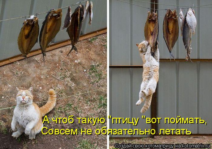 А чтоб такую "птицу "вот поймать, Совсем не обязательно летать... Котоматрица: А чтоб такую "птицу "вот поймать, Совсем не обязательно летать