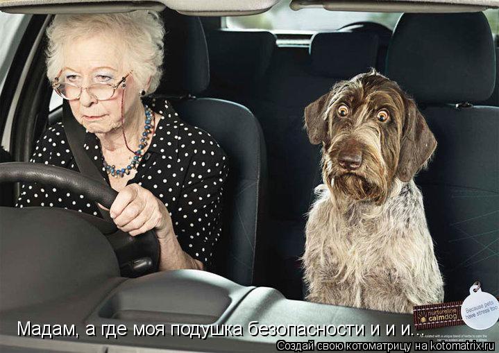 Мадам, а где моя подушка безопасности и и и...... Котоматрица: Мадам, а где моя подушка безопасности и и и...