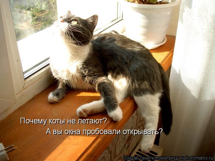 Почему коты не летают? А вы окна пробовали открывать?... Котоматрица: Почему коты не летают? А вы окна пробовали открывать?