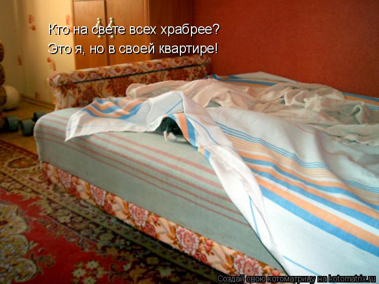 Кто на свете всех храбрее? Это я, но в своей квартире!... Котоматрица: Кто на свете всех храбрее? Это я, но в своей квартире!