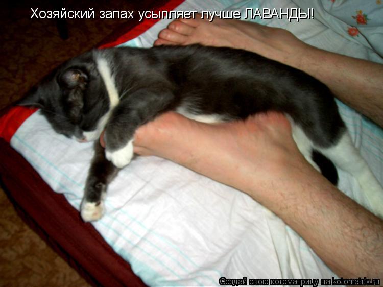 Хозяйский запах усыпляет лучше ЛАВАНДЫ!... Котоматрица: Хозяйский запах усыпляет лучше ЛАВАНДЫ!