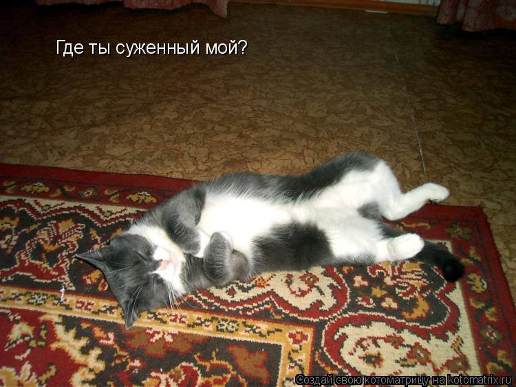 Где ты суженный мой?... Котоматрица: Где ты суженный мой?