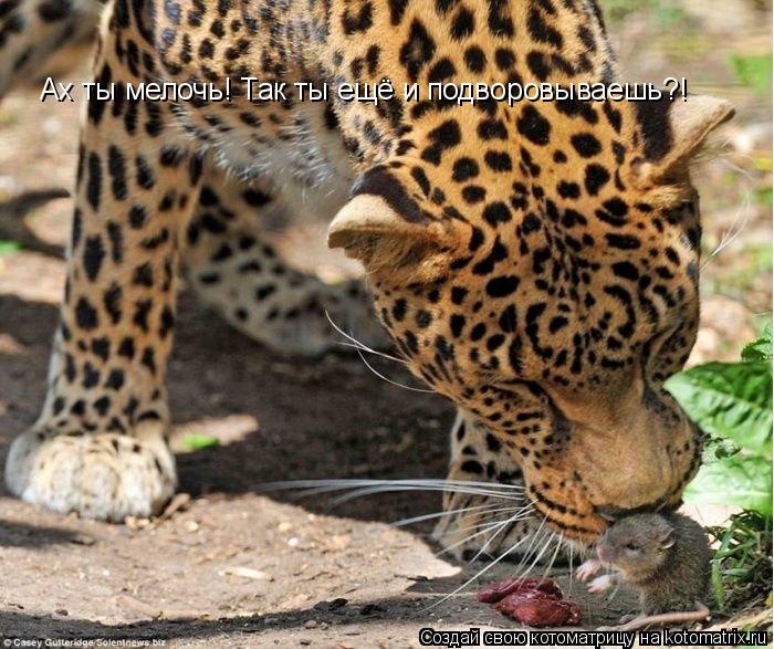 Ах ты мелочь! Так ты ещё и подворовываешь?!... Котоматрица: Ах ты мелочь! Так ты ещё и подворовываешь?!