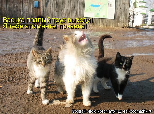 Васька подлый трус выходи! Я тебе алименты привела!... Котоматрица: Васька подлый трус выходи! Я тебе алименты привела!