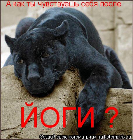 А как ты чувствуешь себя после ЙОГИ ?... Котоматрица: А как ты чувствуешь себя после ЙОГИ ?