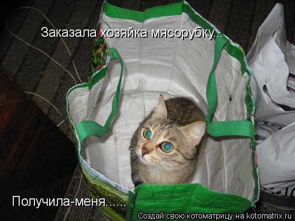 Заказала хозяйка мясорубку... Получила-меня......... Котоматрица: Заказала хозяйка мясорубку... Получила-меня......