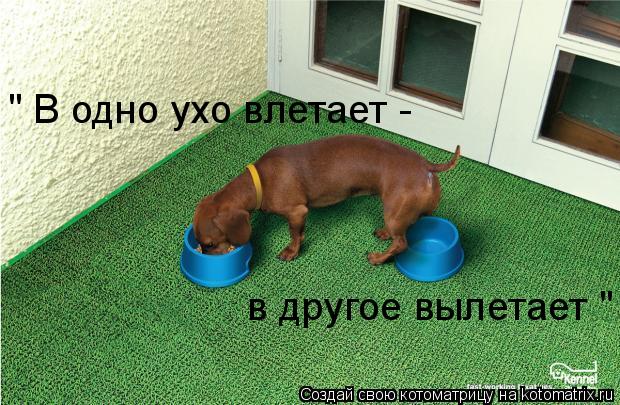 " В одно ухо влетает - в другое вылетает "... Котоматрица: " В одно ухо влетает - в другое вылетает "