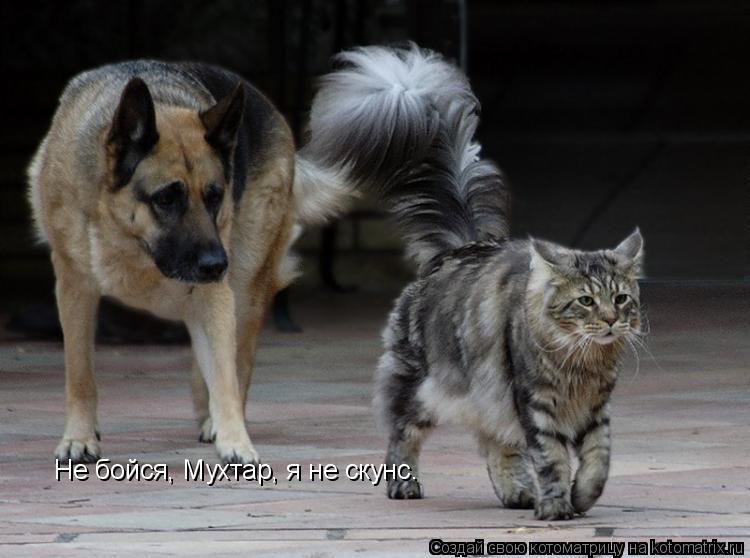 Не бойся, Мухтар, я не скунс.... Котоматрица: Не бойся, Мухтар, я не скунс.