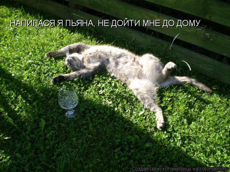 НАПИЛАСЯ Я ПЬЯНА, НЕ ДОЙТИ МНЕ ДО ДОМУ... Котоматрица: НАПИЛАСЯ Я ПЬЯНА, НЕ ДОЙТИ МНЕ ДО ДОМУ