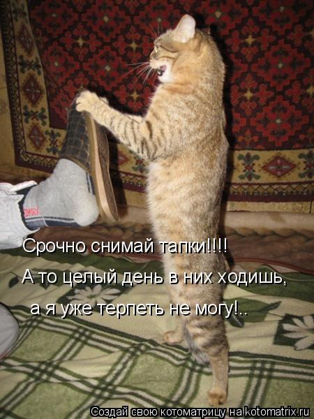 Срочно снимай тапки!!!! А то целый день в них ходишь, а я уже терпеть не могу!..... Котоматрица: Срочно снимай тапки!!!! А то целый день в них ходишь, а я уже терпеть не могу!..