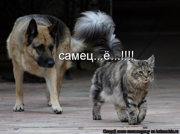 самец...ё...!!!!... Котоматрица: самец...ё...!!!!