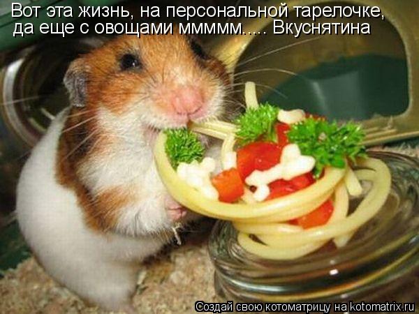 Вот эта жизнь, на персональной тарелочке, да еще с овощами ммммм..... Вкуснятина... Котоматрица: Вот эта жизнь, на персональной тарелочке, да еще с овощами ммммм..... Вкуснятина