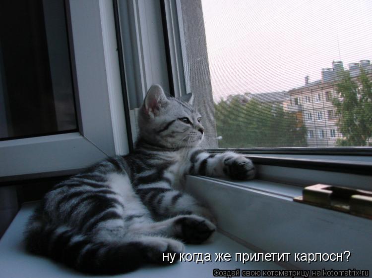ну когда же прилетит карлосн?... Котоматрица: ну когда же прилетит карлосн?