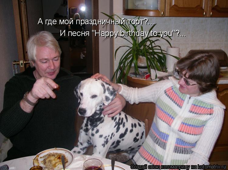 А где мой праздничный торт?... И песня "Happy birthday to you"?...... Котоматрица: А где мой праздничный торт?... И песня "Happy birthday to you"?...