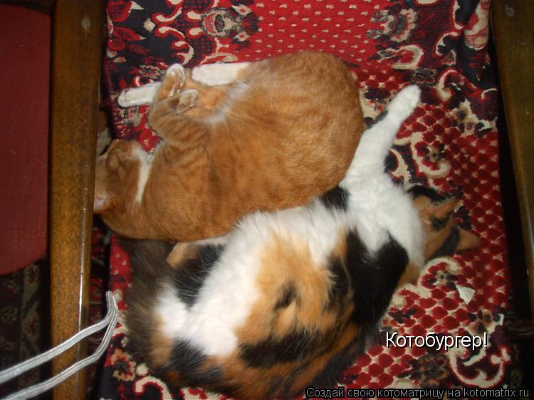 Котобургер!... Котоматрица: Котобургер!