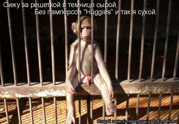 Сижу за решеткой в темнице сырой, Без памперсов "Huggies" и так я сухой.... Котоматрица: Сижу за решеткой в темнице сырой, Без памперсов "Huggies" и так я сухой.
