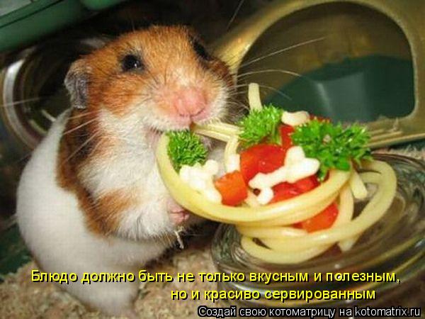 Блюдо должно быть не только вкусным и полезным, но и красиво сервированным... Котоматрица: Блюдо должно быть не только вкусным и полезным, но и красиво сервированным