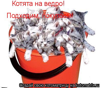 Подходим, покупаем! Котята на ведро!... Котоматрица: Подходим, покупаем! Котята на ведро!