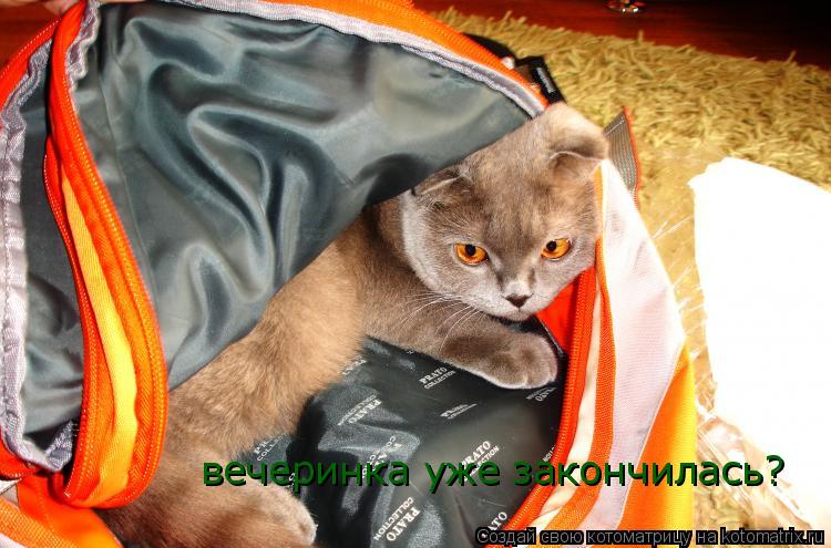 вечеринка уже закончилась?... Котоматрица: вечеринка уже закончилась?