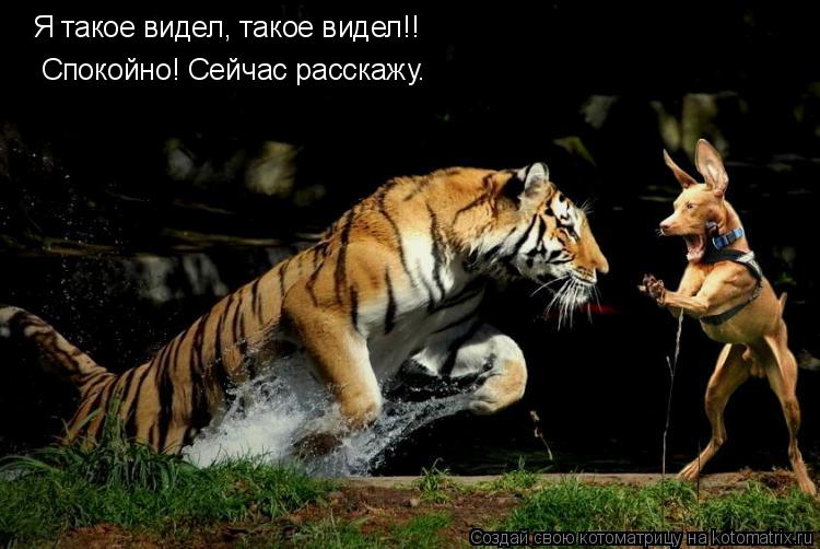Я такое видел, такое видел!! Спокойно! Сейчас расскажу.... Котоматрица: Я такое видел, такое видел!! Спокойно! Сейчас расскажу.