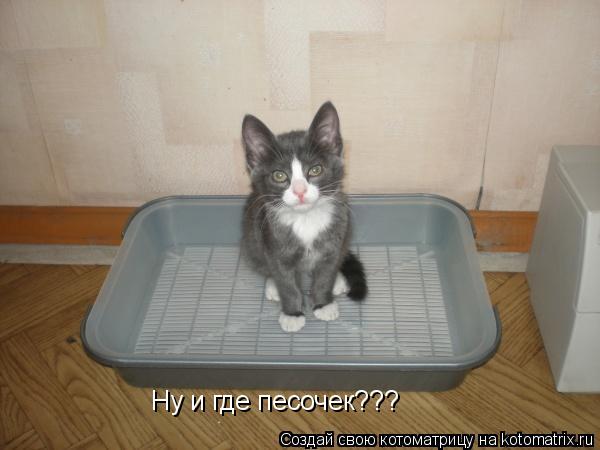 Ну и где песочек???... Котоматрица: Ну и где песочек???